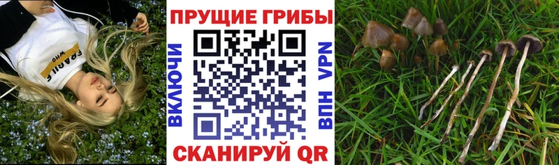 Галлюциногенные грибы Cubensis  наркошоп  Калининец 